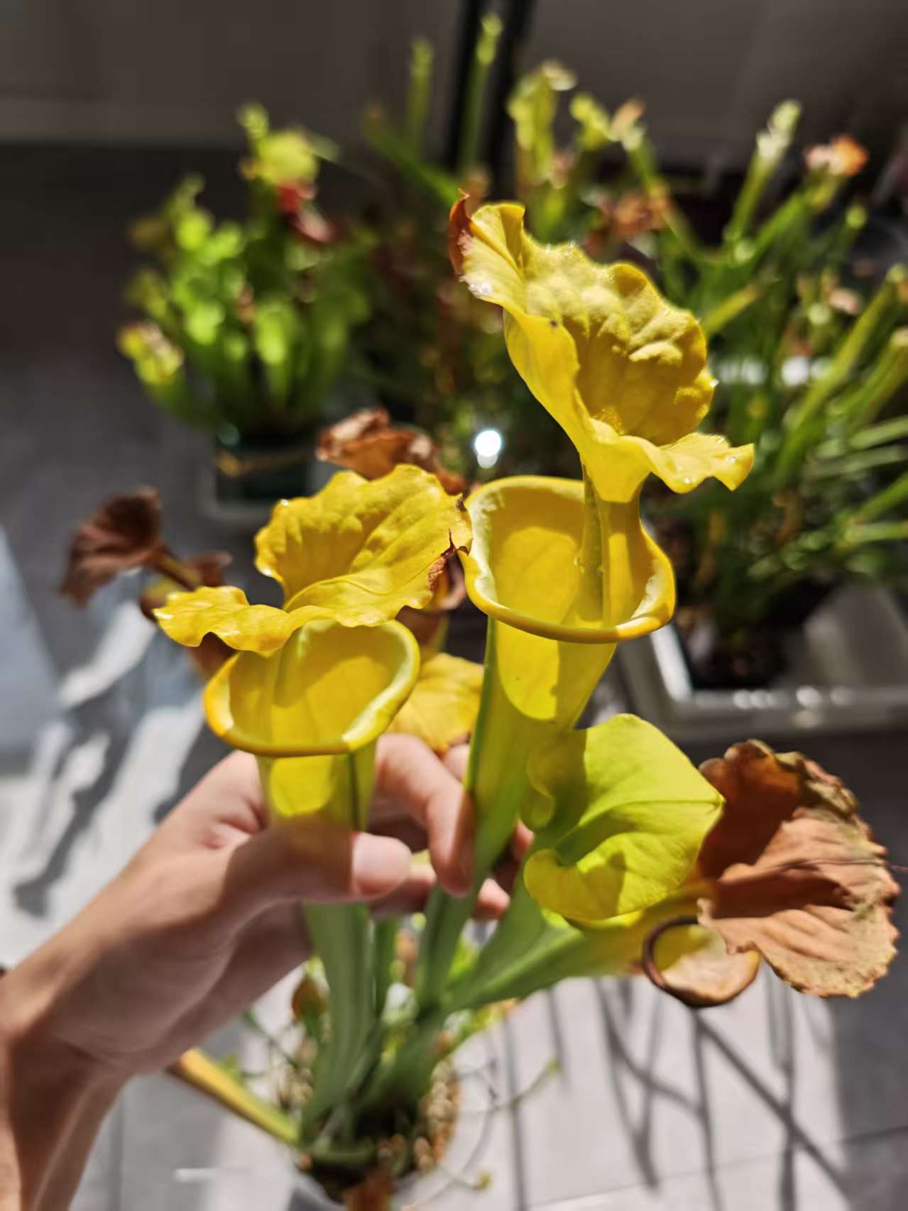 9f0a972afdc0dbbe79b1c4e894ea1376